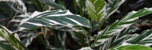 WattMeg Profile Banner