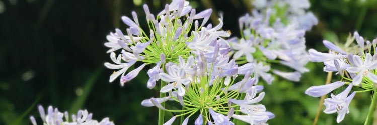 daisiesscent_em's profile banner image