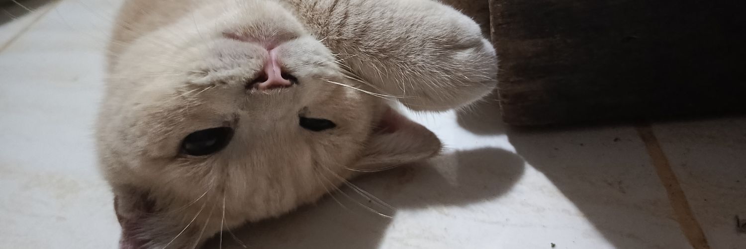 momo_cchi's profile banner image