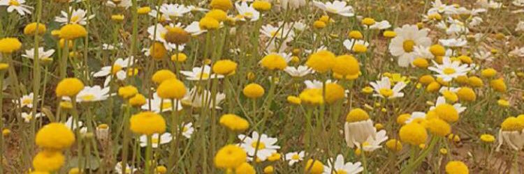 ayyed1111's profile banner image