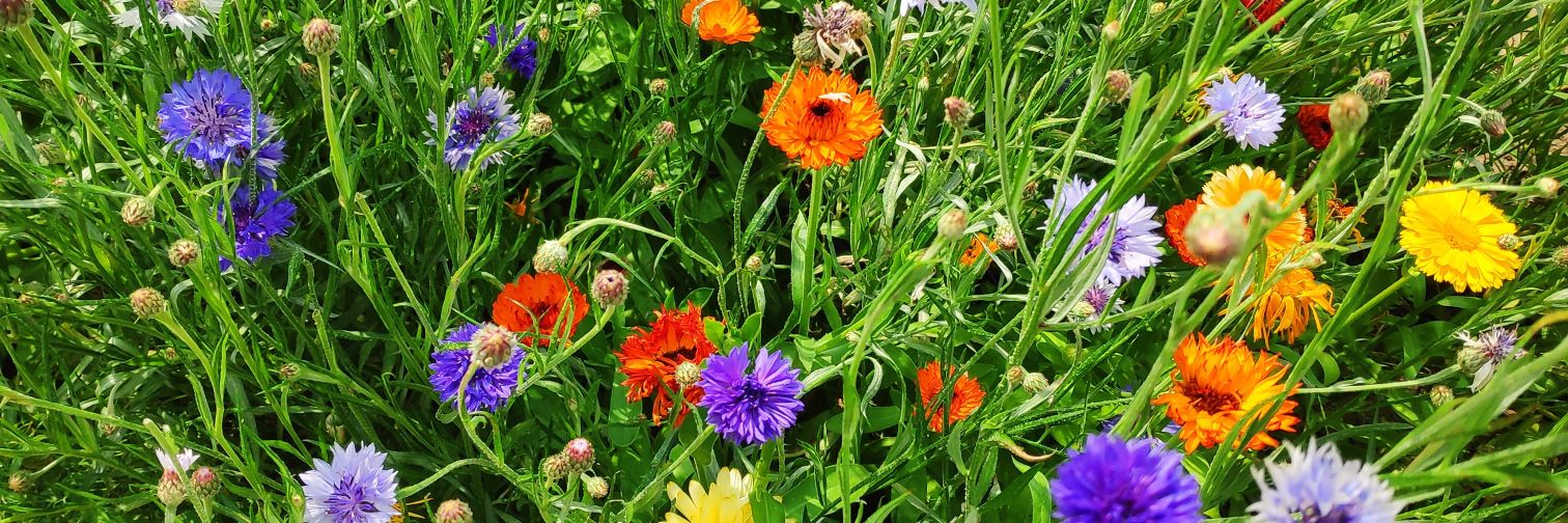 Sandie Jalalian banner