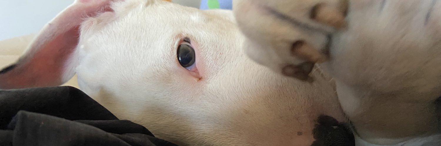 fedddchi's profile banner image