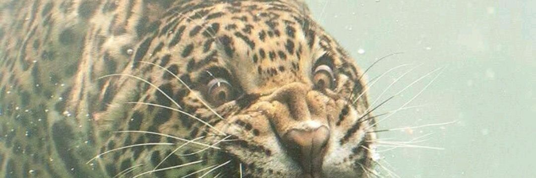 _Boteman's profile banner image