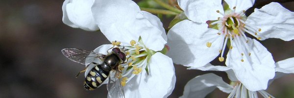 PoMScheme Profile Banner