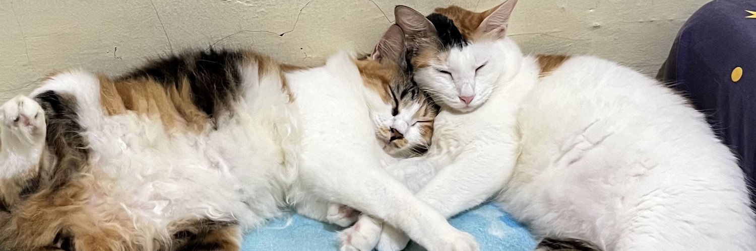 cindyardilla25's profile banner image