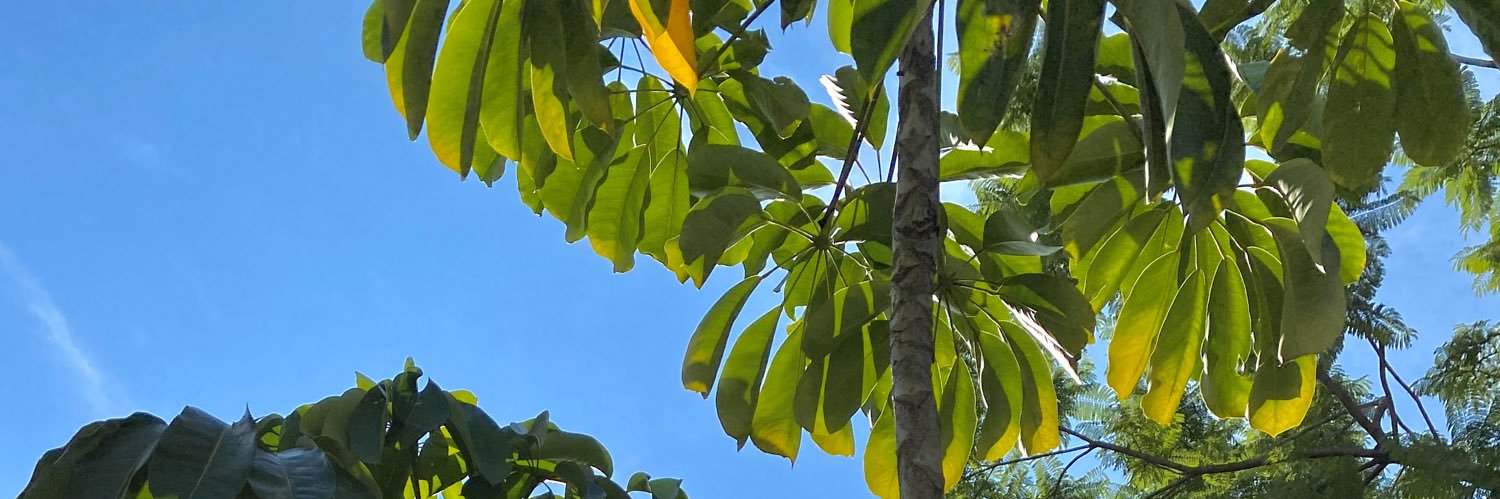 CarleeMcfly's profile banner image