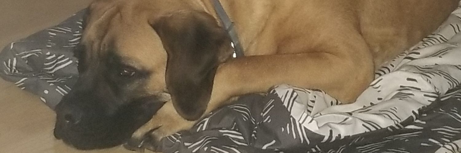 kallison20's profile banner image