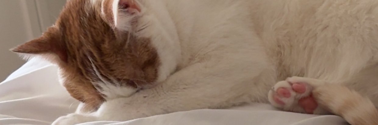 crispycornshell's profile banner image