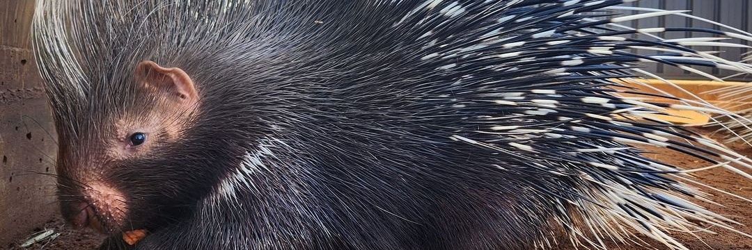 MŕBlue🫐 banner