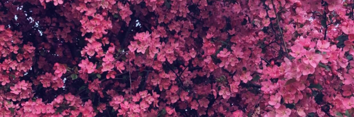 amii678's profile banner image