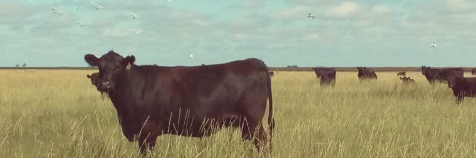 FelixAMerlo's profile banner image