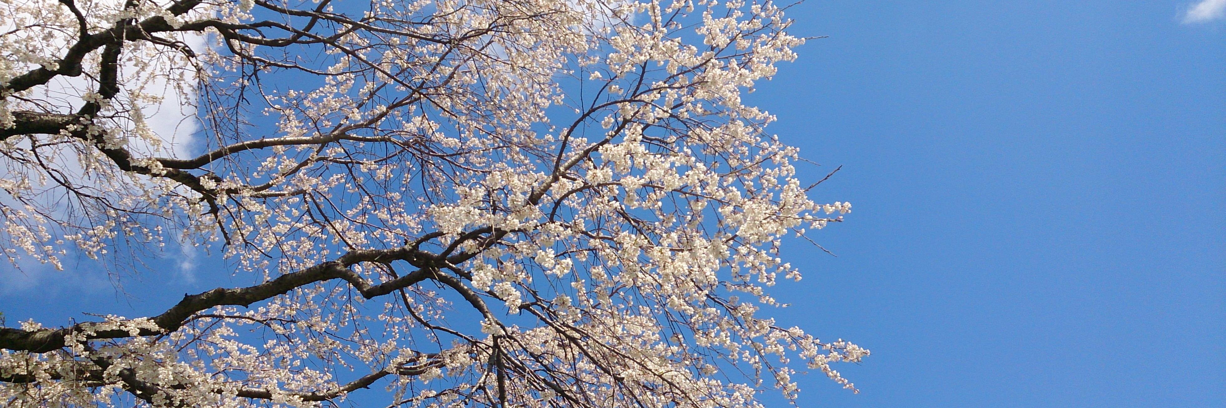yoshiov125's profile banner image