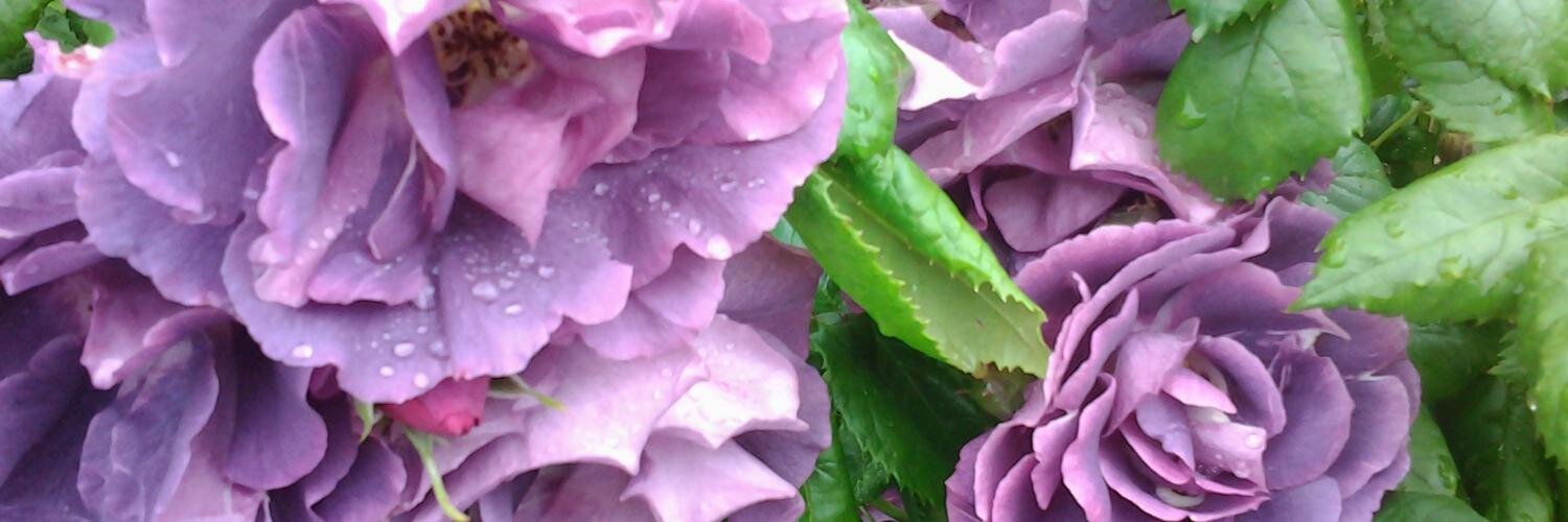 Rose Gardener banner