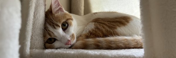 kousuke990730 Profile Banner