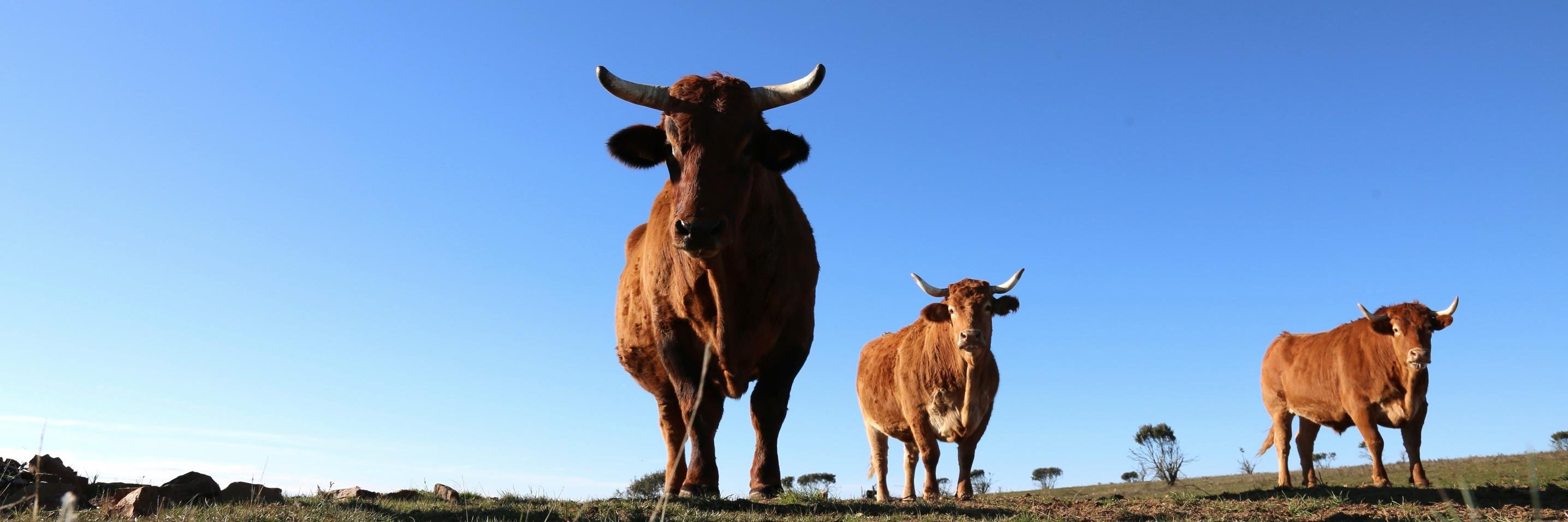 Steak (R)evolution banner