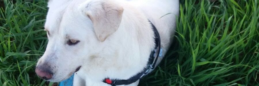 Diegopa_'s profile banner image