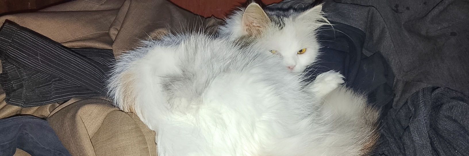 وائل خوجلي banner