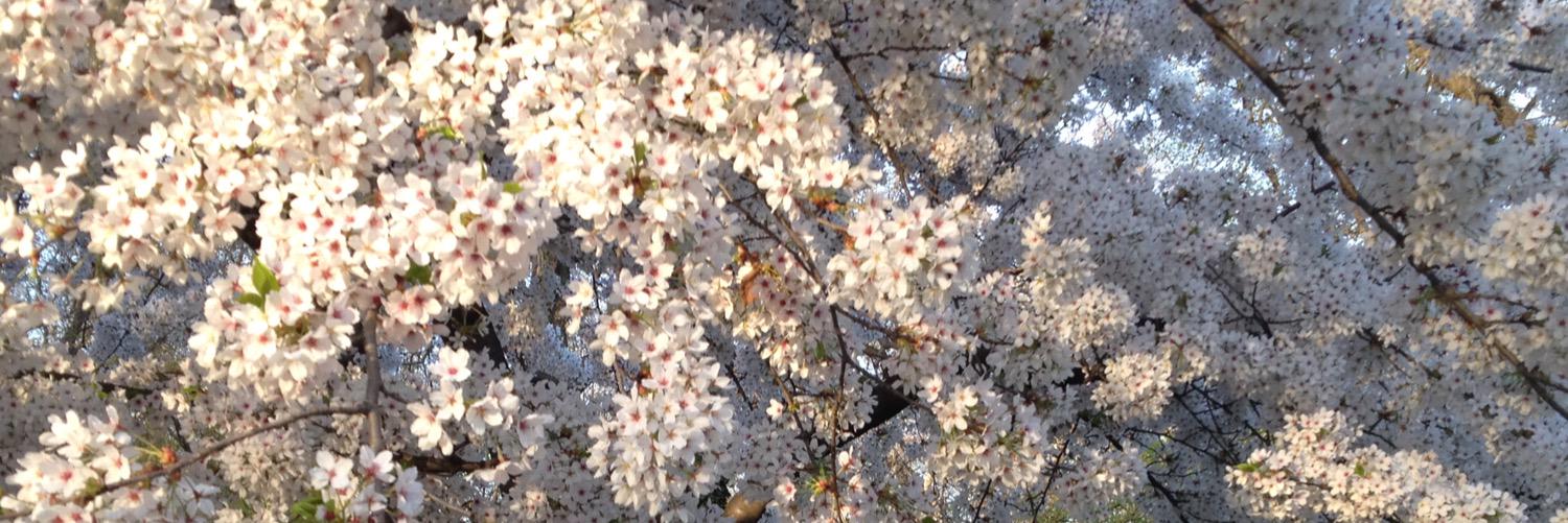 Esther Hendriks banner