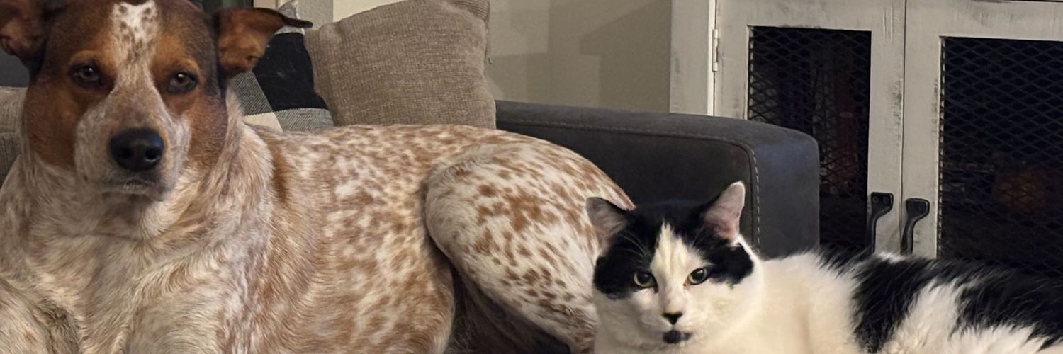 Brandon stull banner