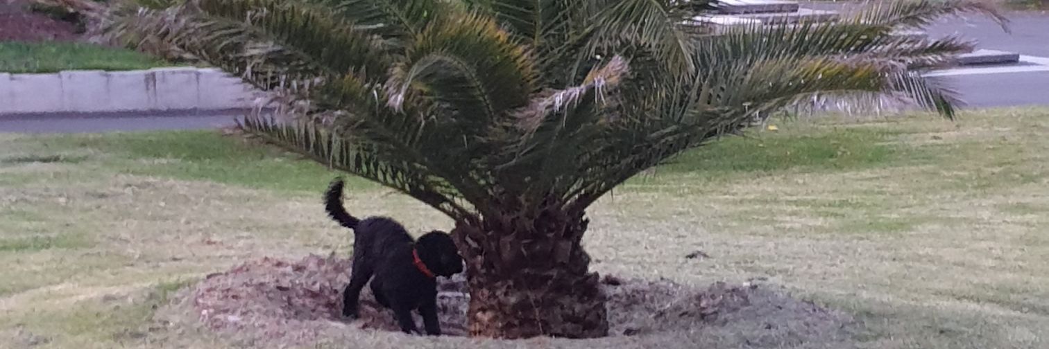 Nileshni Karan banner