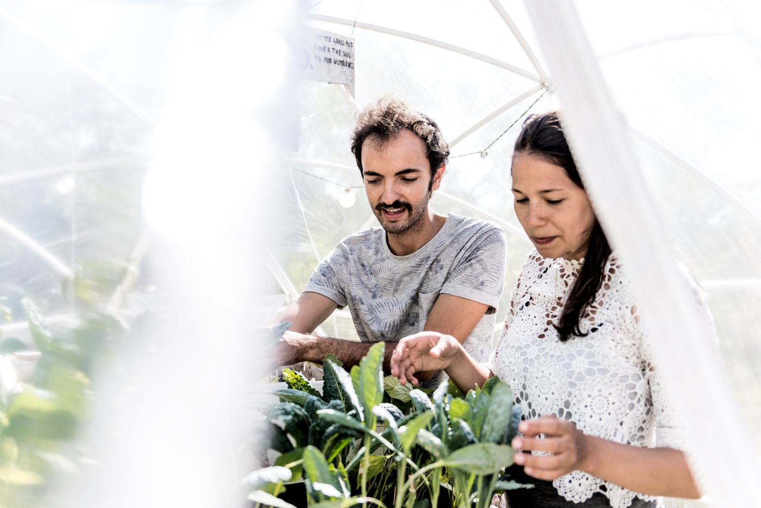 Grow Here banner