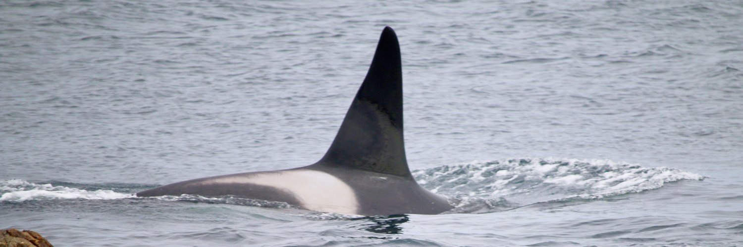 Julia Sutherland banner