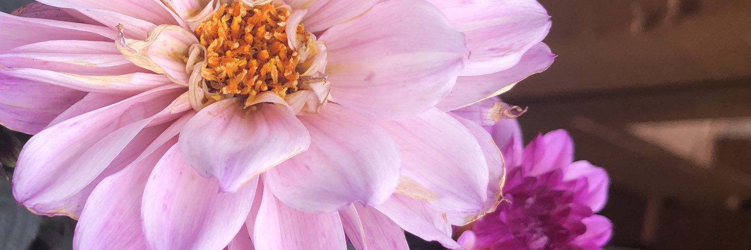 ASkatell's profile banner image