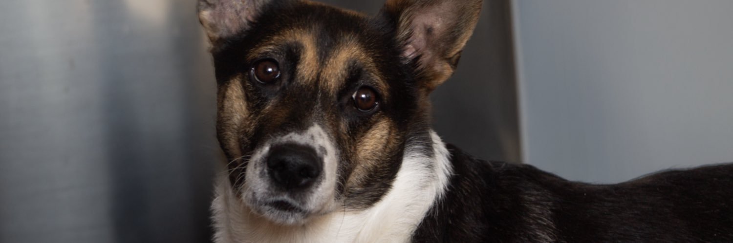 𝖑𝖎𝖟𝖆 🇻🇪 | ⭐⭐⭐ banner