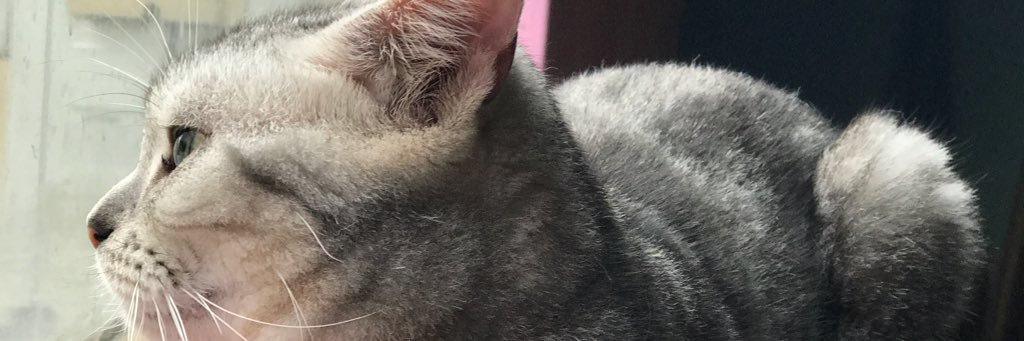 leapp77's profile banner image