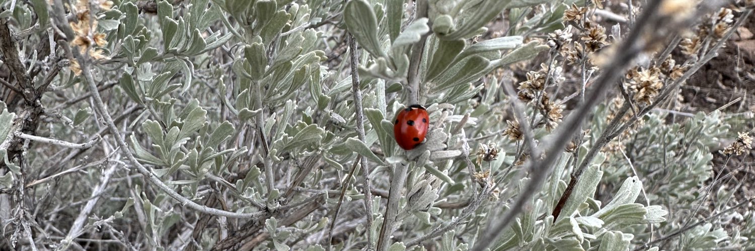 Jo-Anne Beharrell banner