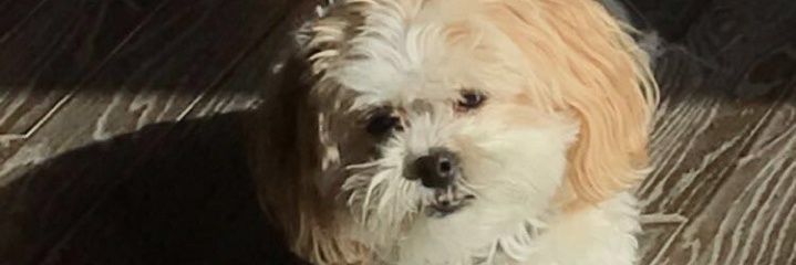 StrasserDenise's profile banner image