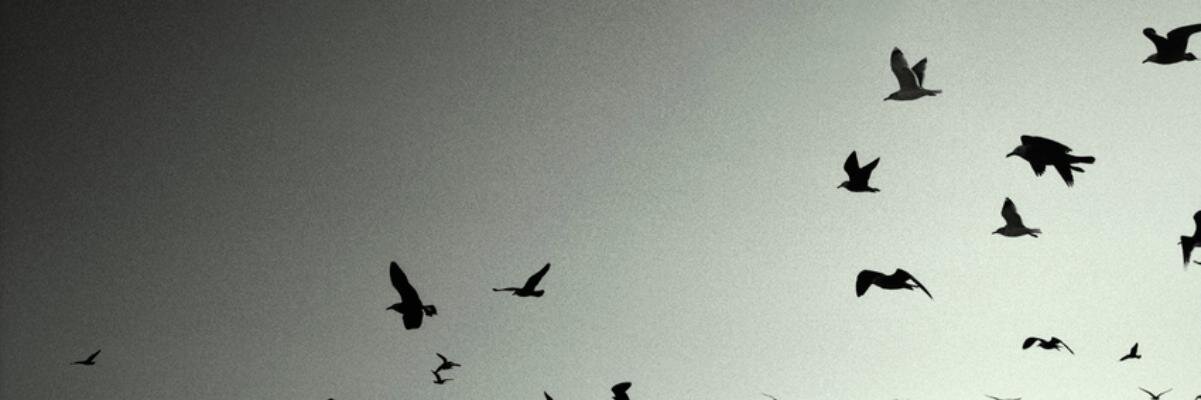 tschauhan's profile banner image