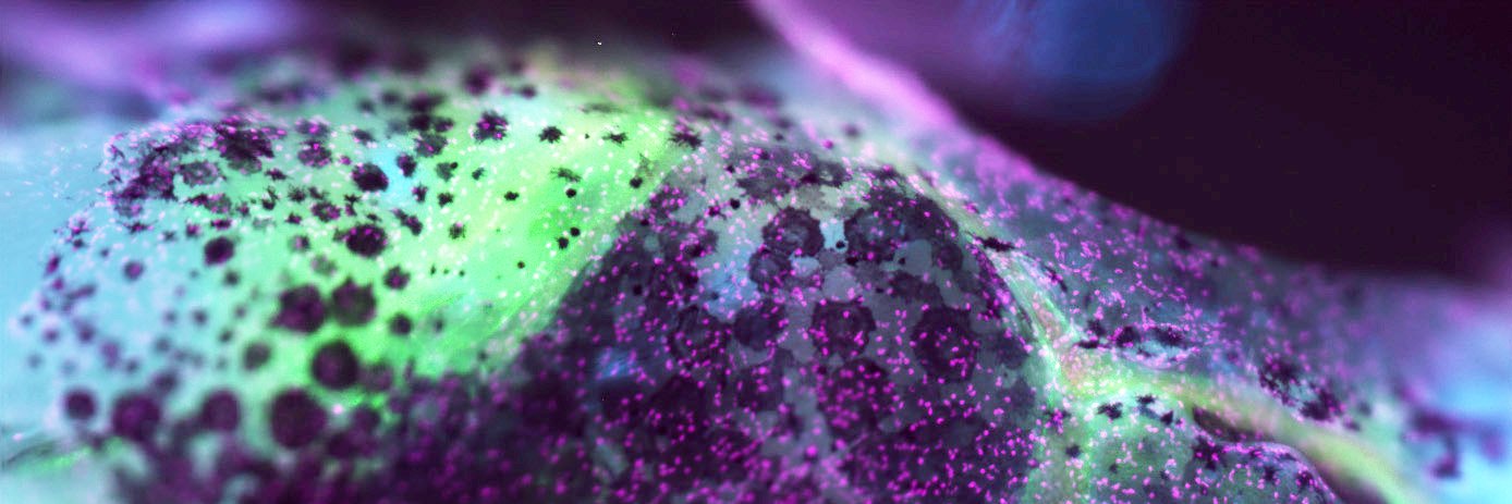 USC Stem Cell's banner