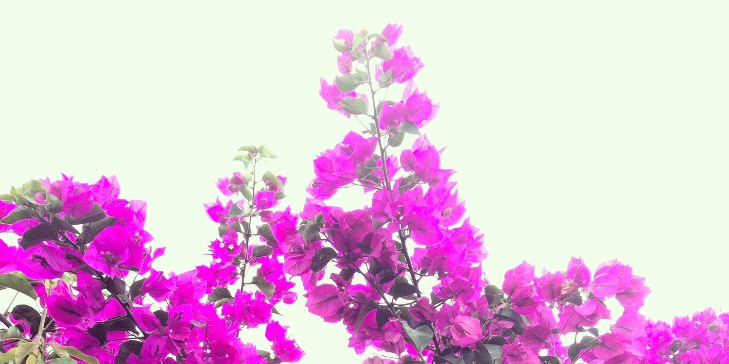 rocioconde's profile banner image