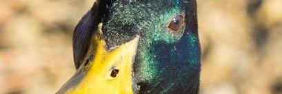Leafy1995's profile banner image