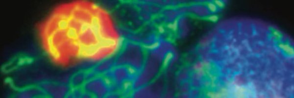 covavara Profile Banner