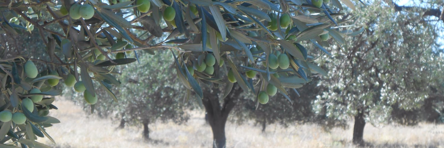 KatSoykan's profile banner image