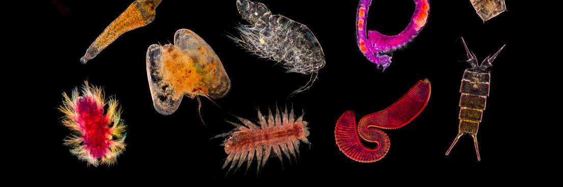 Daniela Zeppilli banner