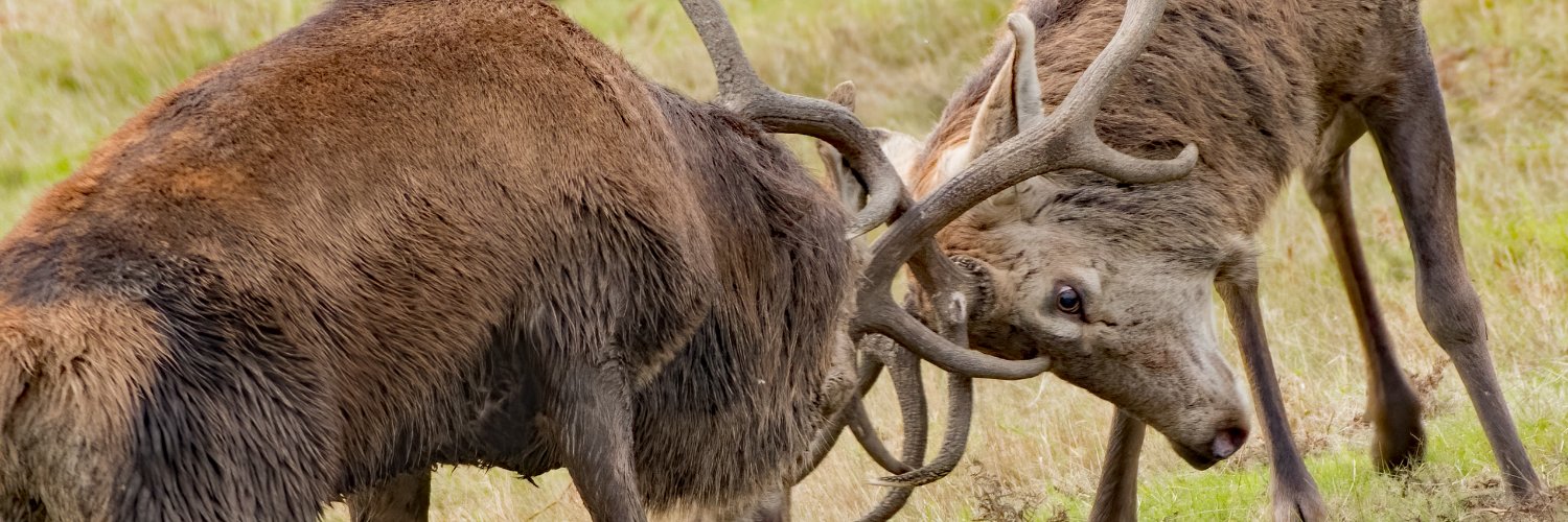 david alan bird banner