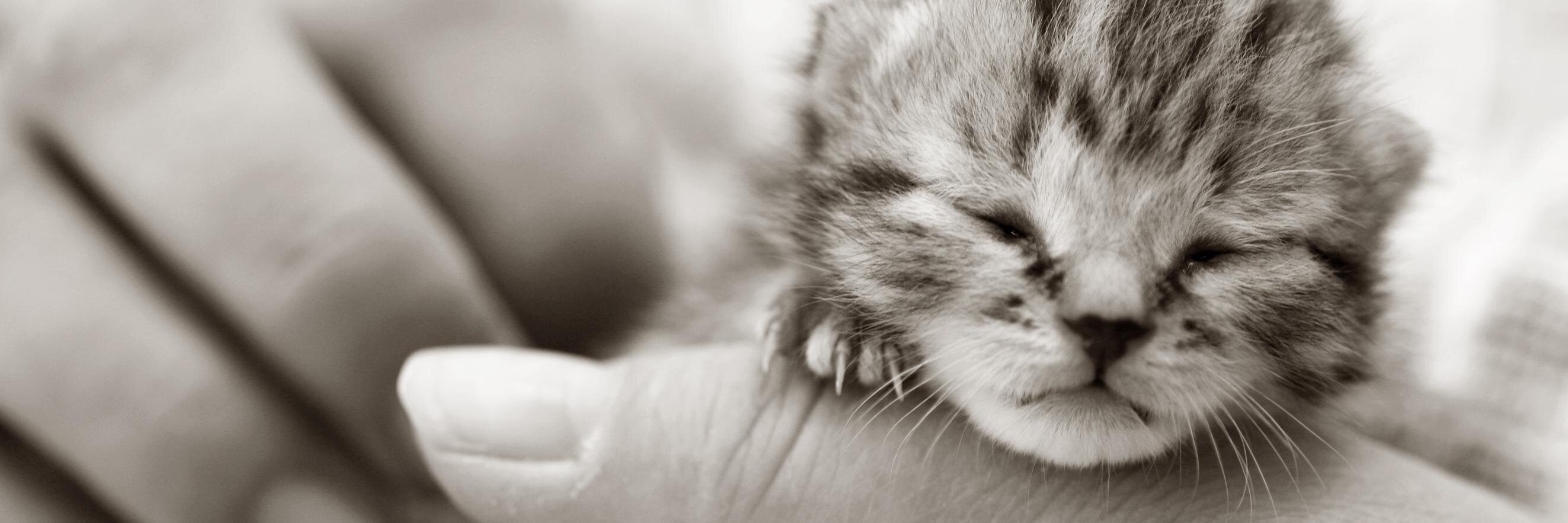 AngelsWishPets's profile banner image