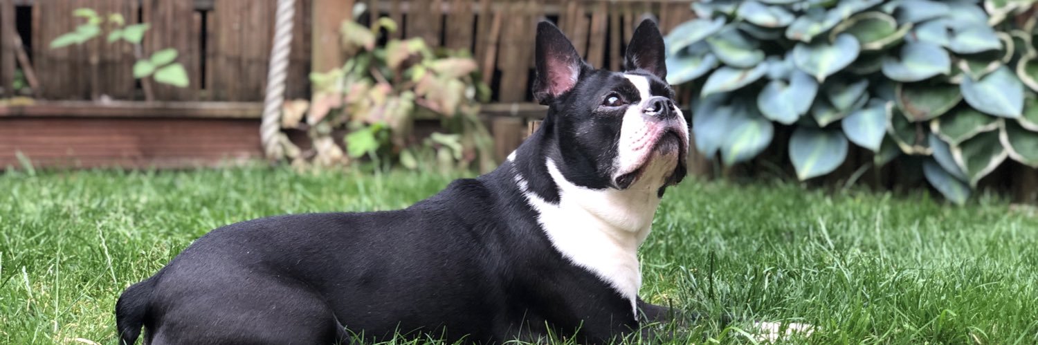 Ian Morton 💙 🇺🇦 🇬🇧 🇪🇺 banner