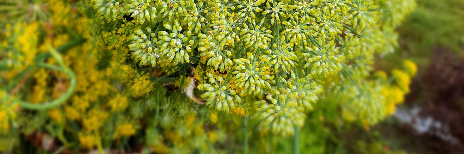 Domdatt Singh banner