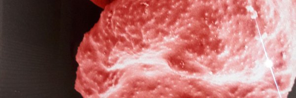 slavicaPD Profile Banner