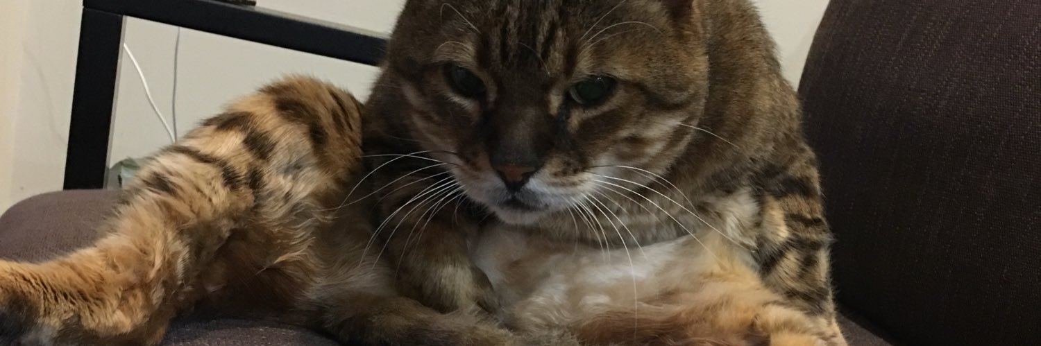 mowglithebengal's profile banner image