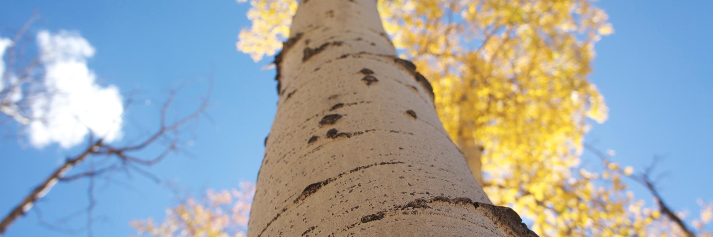 Christine Reding banner
