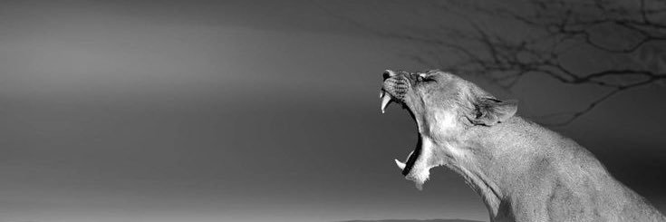 mosyo_de_mosyo's profile banner image