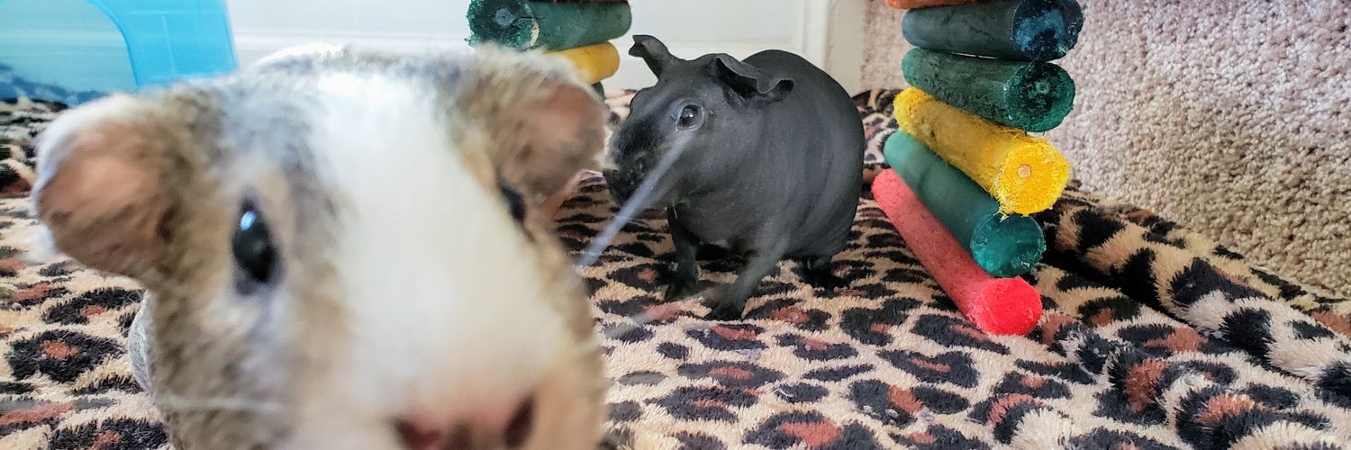 Christie Porcellus banner