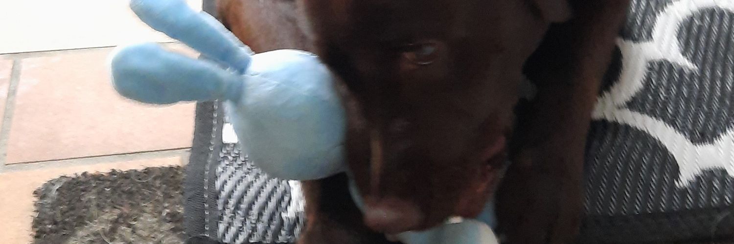 Schmecke-Fuchs banner