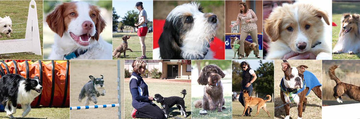 Belconnen Dog Club (@BelcoDogClub) | Twitter