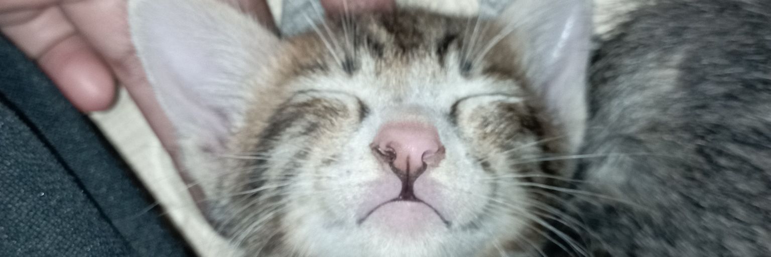 wahidariz's profile banner image